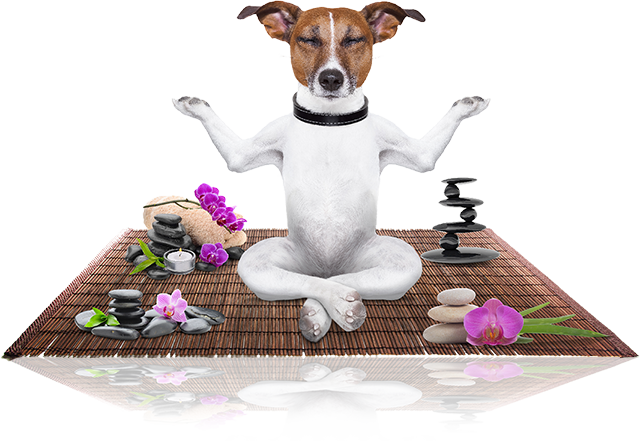 Zen Dog Mobile Spa | RelaxLet us 
